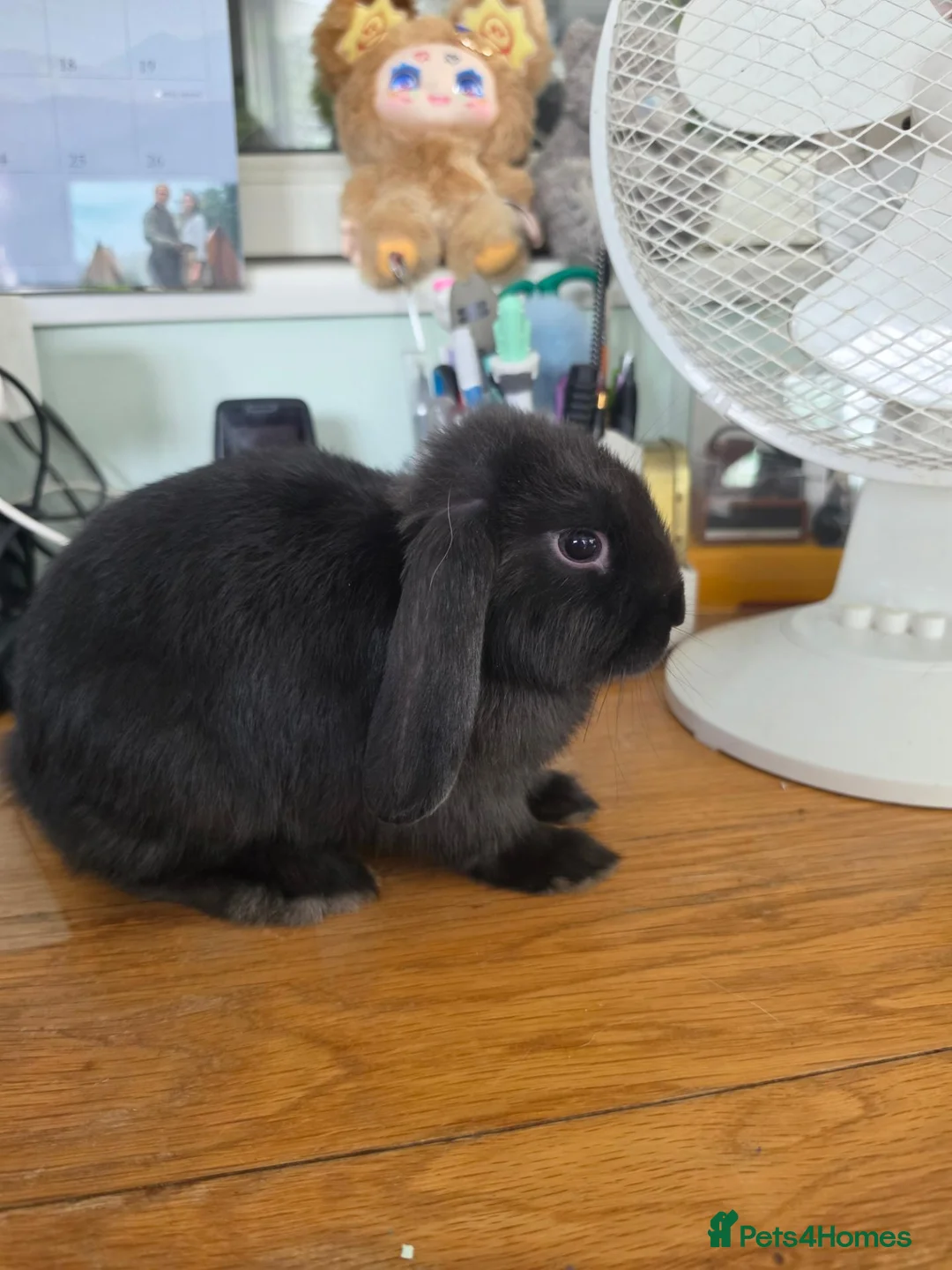 Mini Lop rabbits for sale: Gorgeous black Mini Lop in Crewe - Advert 1