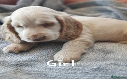 Cocker Spaniel dogs for sale: Cocker Spaniel Puppies - Image 14