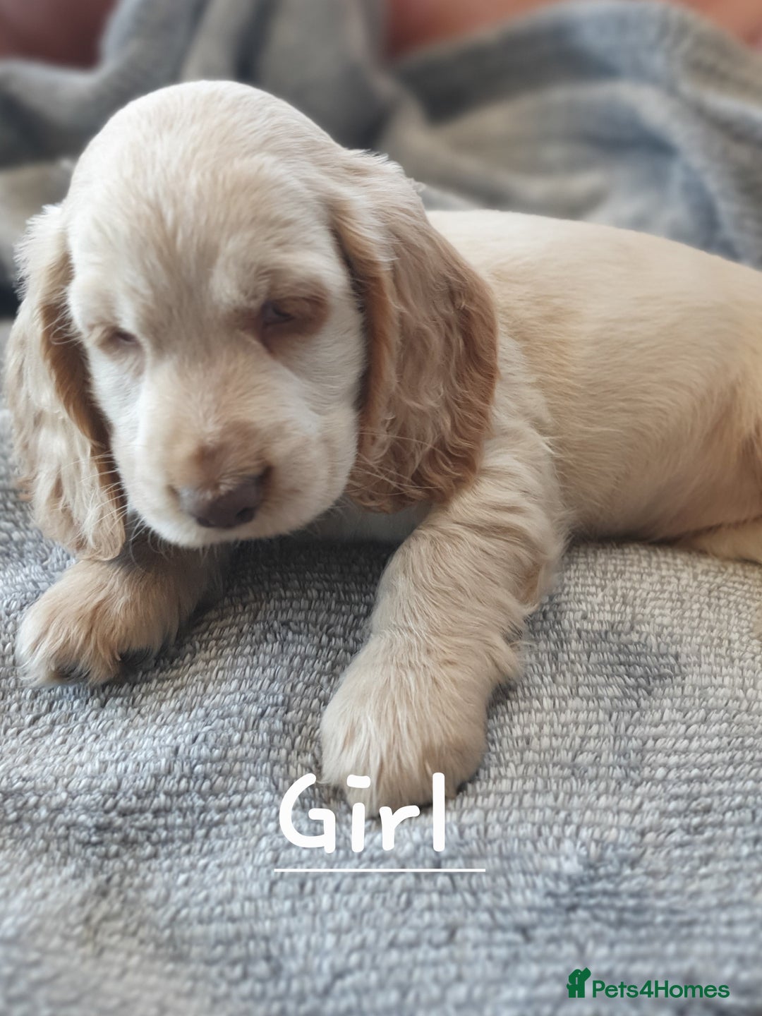 Cocker Spaniel dogs for sale: Cocker Spaniel Puppies - Image 14