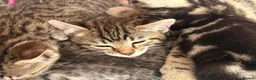 Bengal cats for sale: Bengal beautiful  - Advert 4