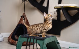 Bengal cats for sale: Dune- Stunning Bengal Boy- TICA with champion line - Image 24