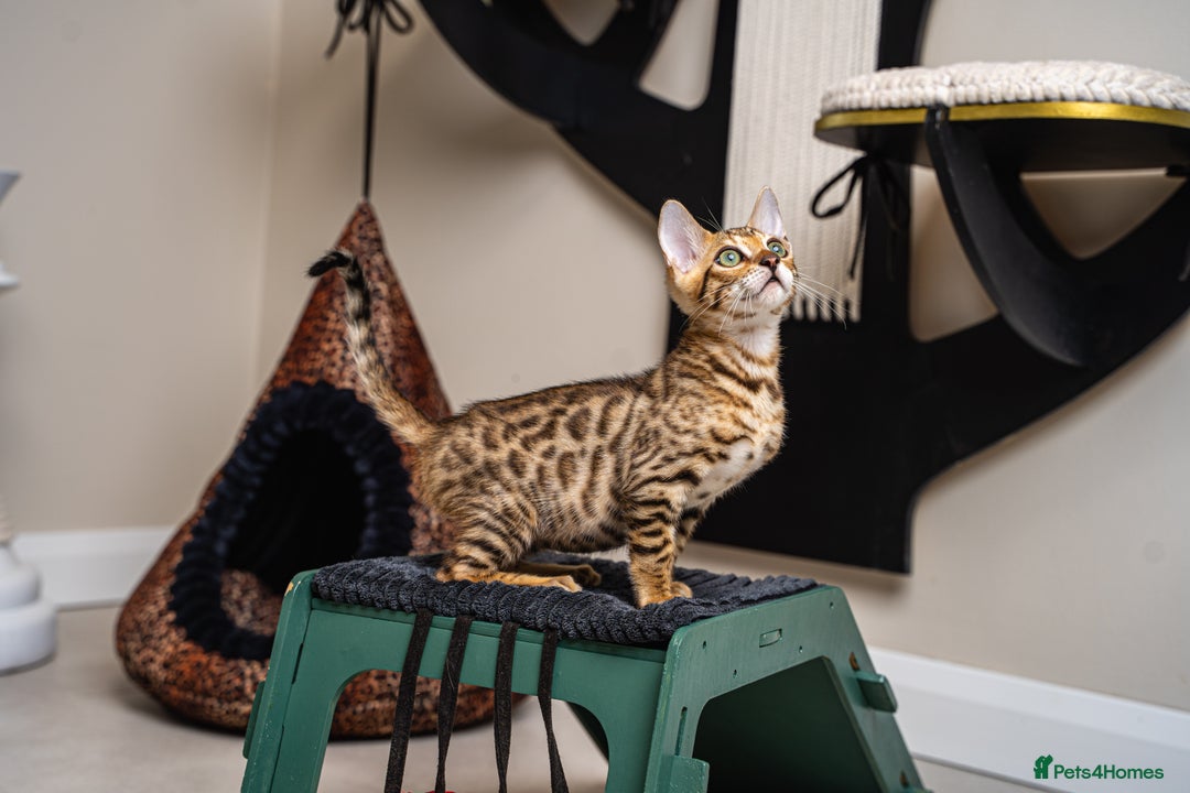 Bengal cats for sale: Dune- Stunning Bengal Boy- TICA with champion line - Image 24