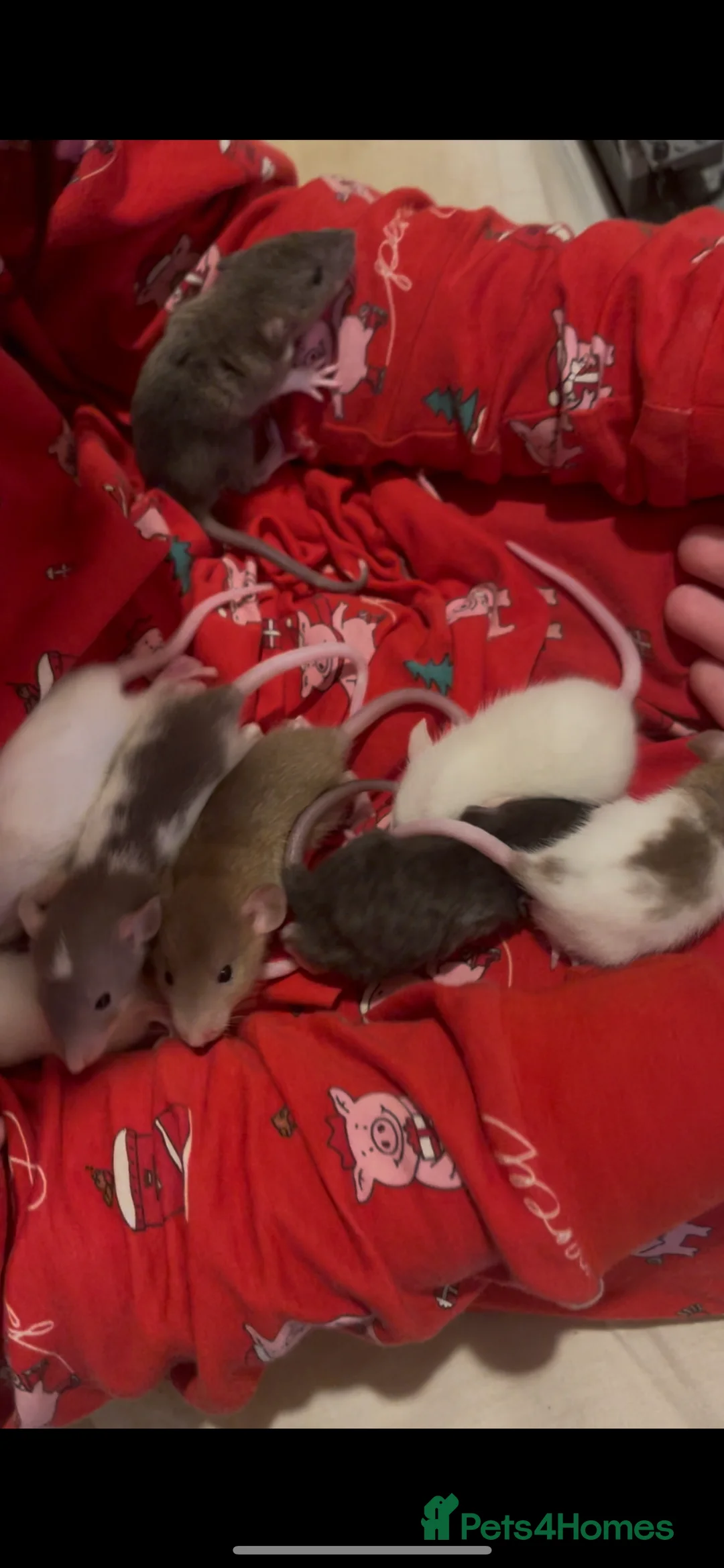 Rat rodents for sale: Baby rats looking for 5*homes only  - Advert 12