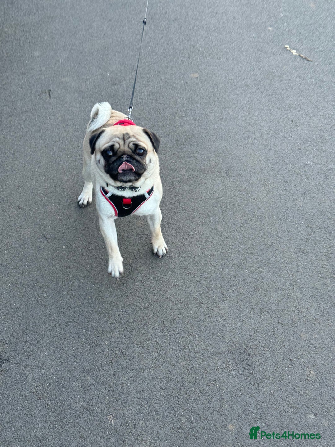 Pug dogs for sale: 4 Year Old Male Pug (Castrated) - Image 4