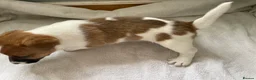 Jack Russell dogs for sale: Beautiful Jack Russell puppies  - Advert 5
