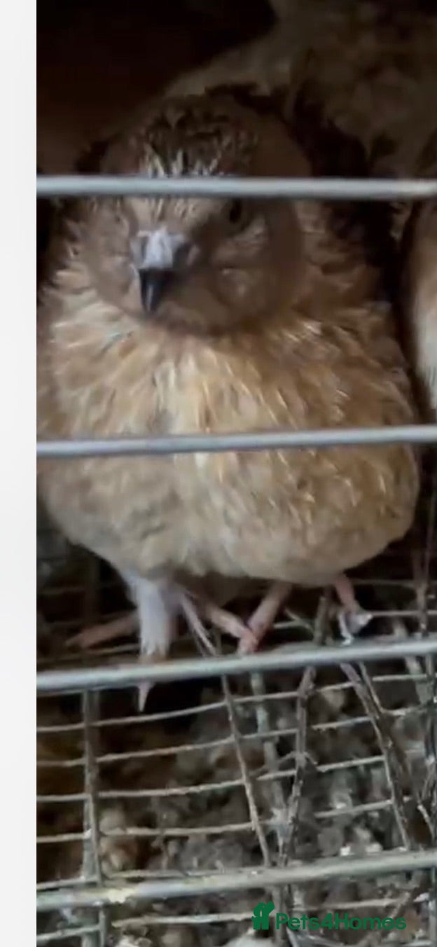 Softbills birds Jambo Quail - Advert 2