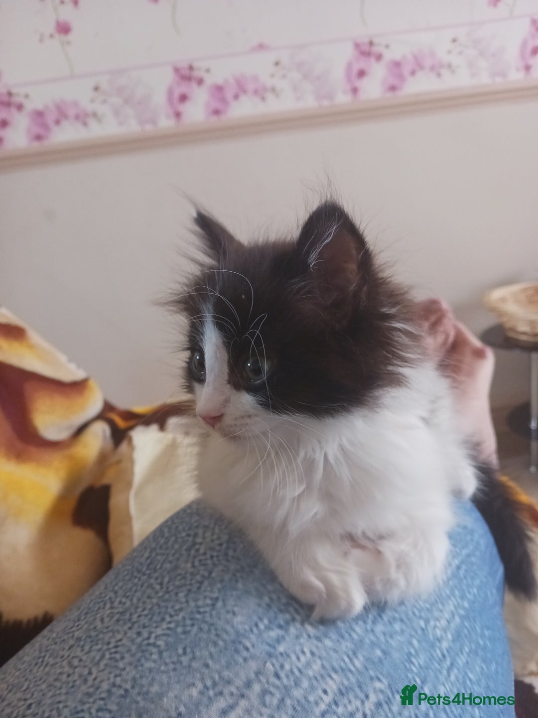 Ragdoll cats for sale: CUTE SOLID RAGDOLL KITTENS  - Image 11