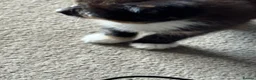 Mixed Breed cats for sale: Part ragdoll kittens  - Advert 7