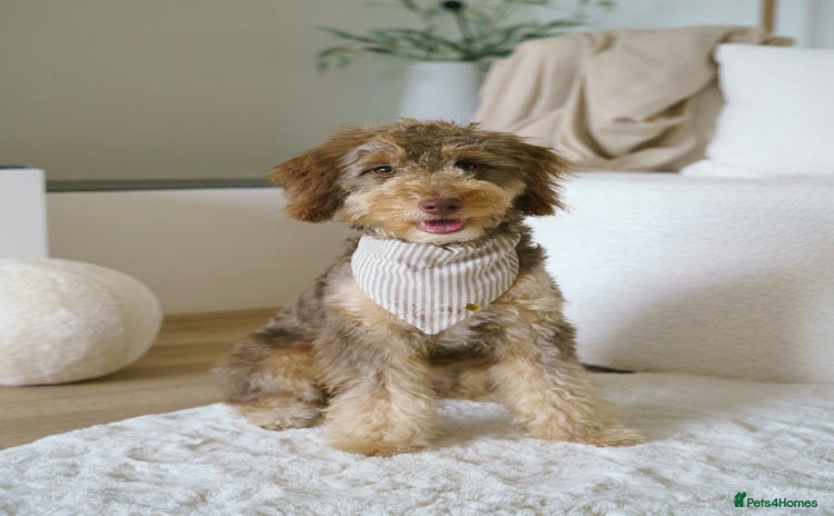 Labradoodle dogs - Advert 1