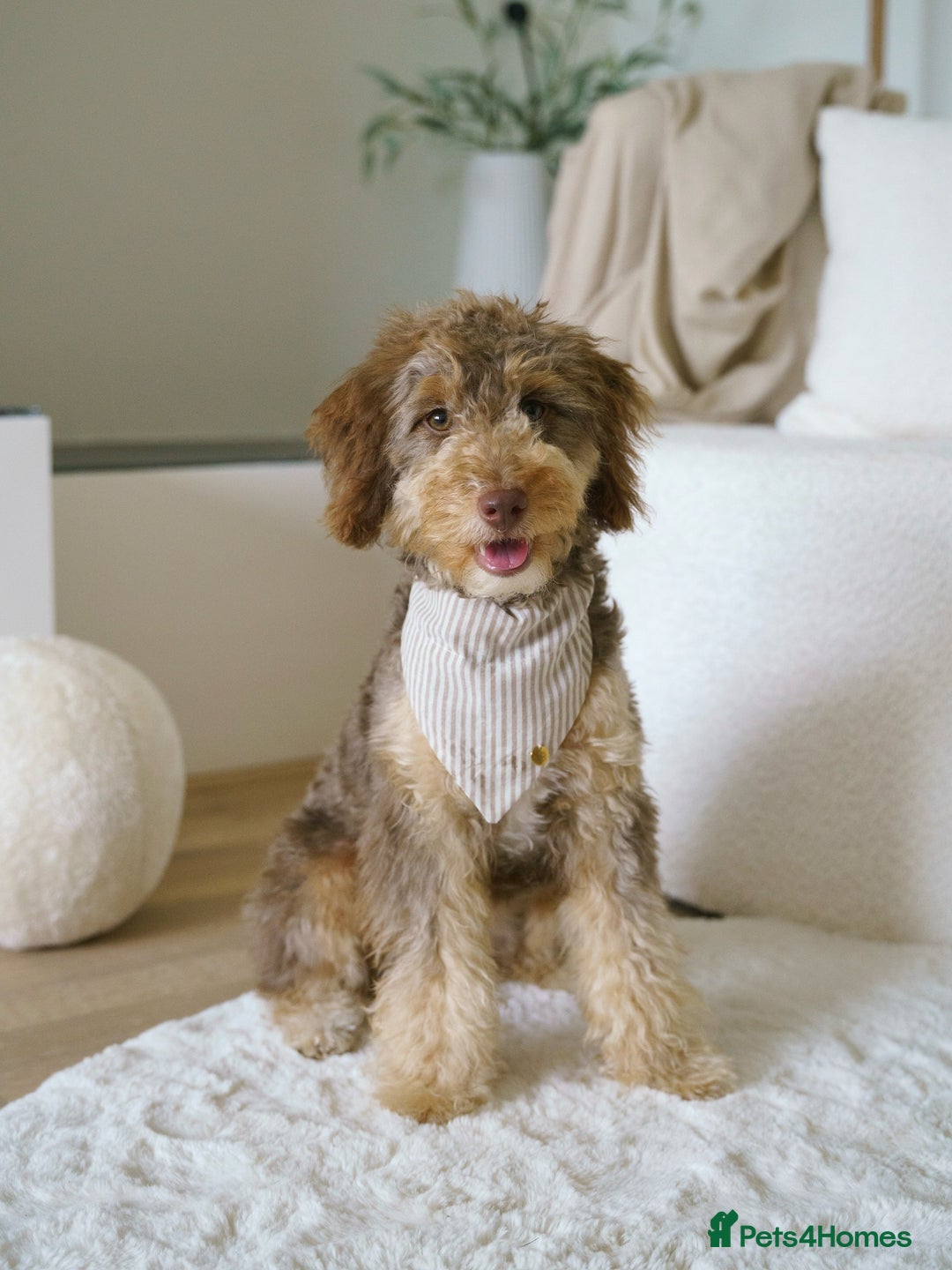 Labradoodle dogs for sale: Cute Labradoodle boy for Rehome - Image 1