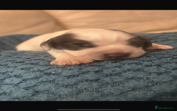 Sprocker dogs for sale: Sprocker spaniel pure bred puppies - Image 8