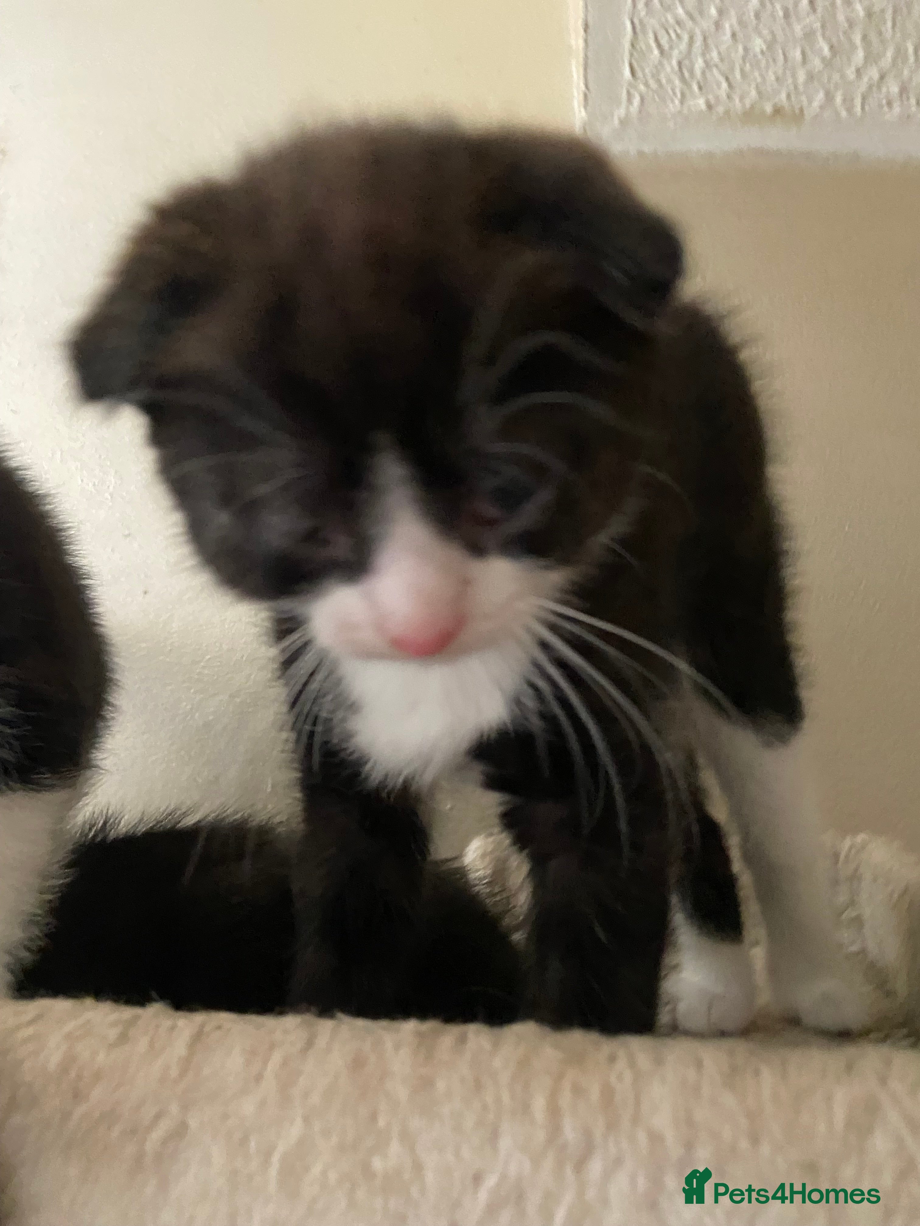 Scottish Fold cats Scottish Fold kittens for sale  - Advert 4