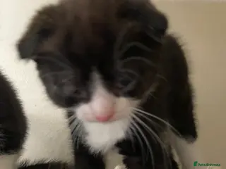 Scottish Fold cats Scottish Fold kittens for sale - Advert 4