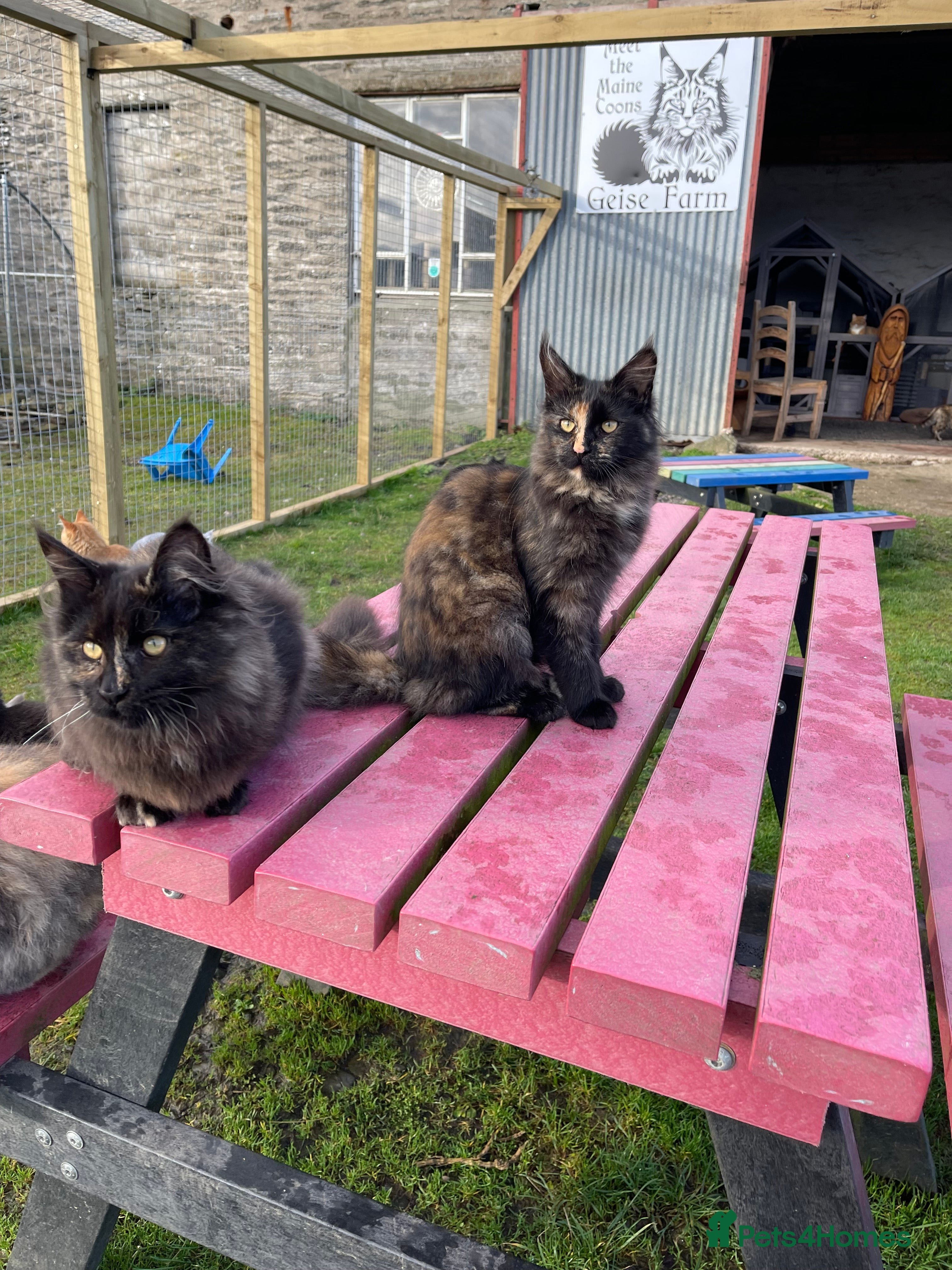 Maine Coon cats Top pedigree MaineCoon sisters  - Advert 6