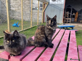 Maine Coon cats Top pedigree MaineCoon sisters - Advert 5