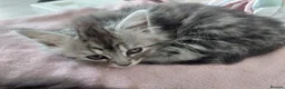 Mixed Breed cats for sale: Gorgeous Loving Kittens Looking for Forever Homes  in Slough - Advert 6