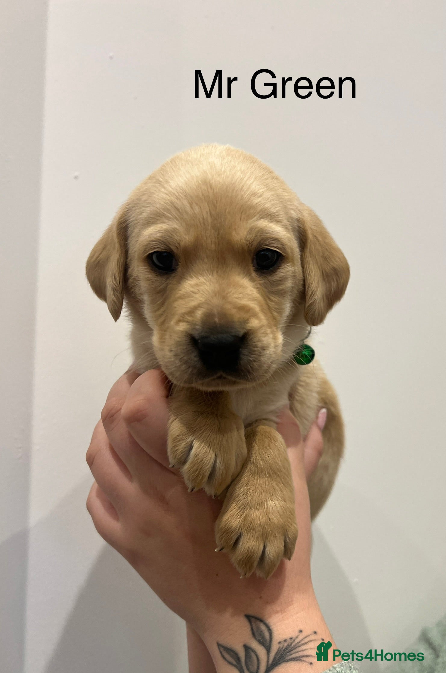 Labrador Retriever dogs STUNNING FAMILY KC RED & YELLOW LABRADORS  - Advert 2
