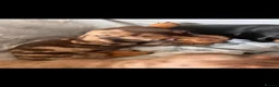 Miniature Dachshund dogs for sale: Miniature Dachshunds  - Advert 9