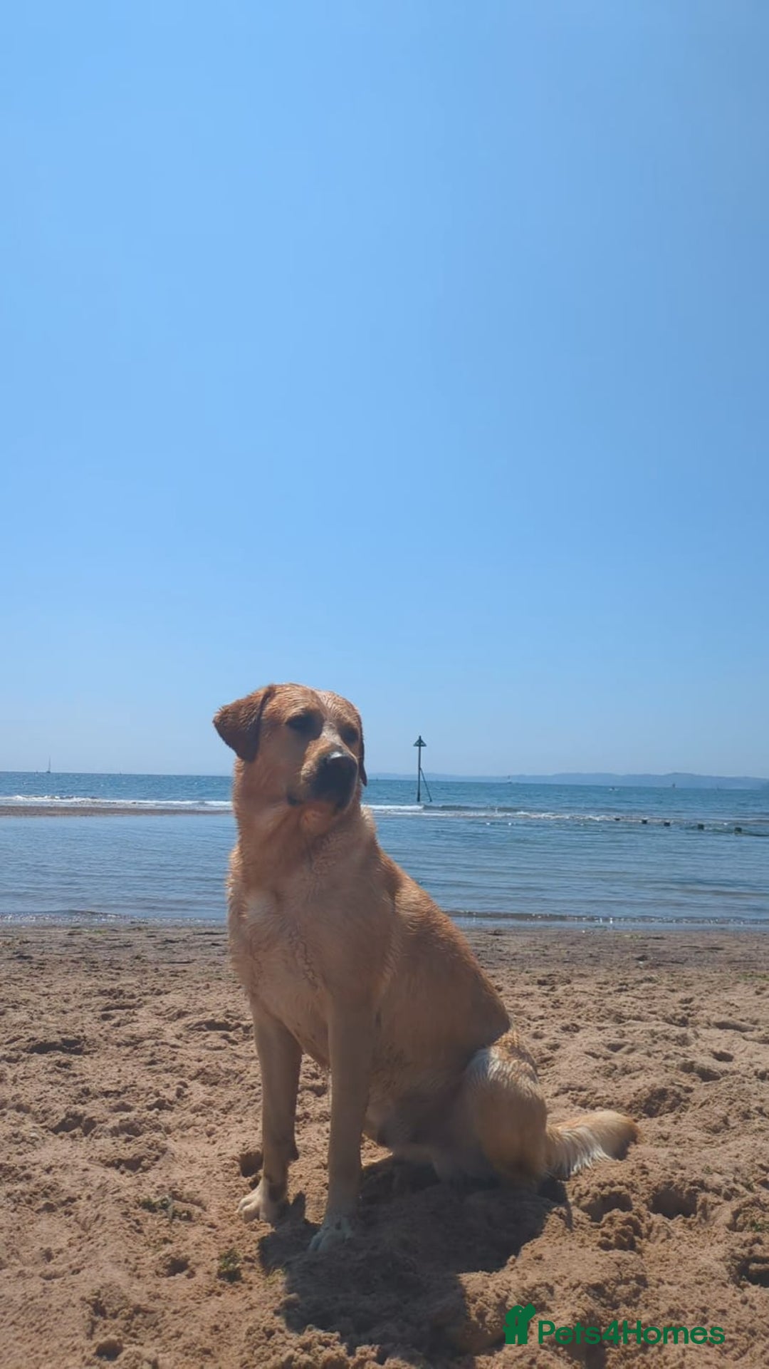 Labrador Retriever dogs for stud: Family Labrador to Stud - Advert 7