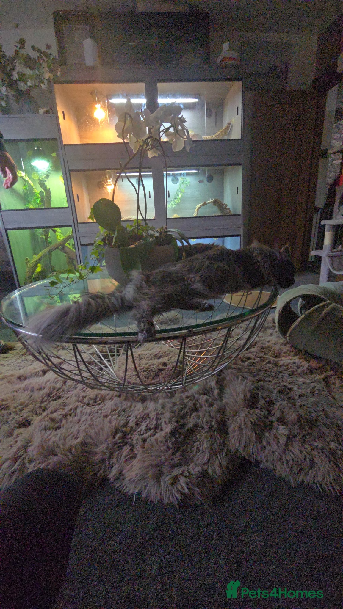 Maine Coon cats Maine coon Blue smoke kittens Sapphire Skies  - Advert 2