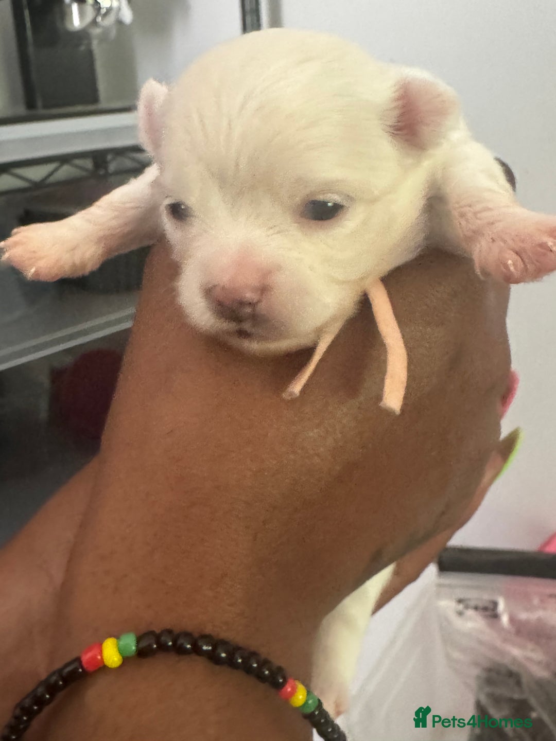 Pomchi dogs for sale: Beautiful Fluffy Pomchis - Image 16