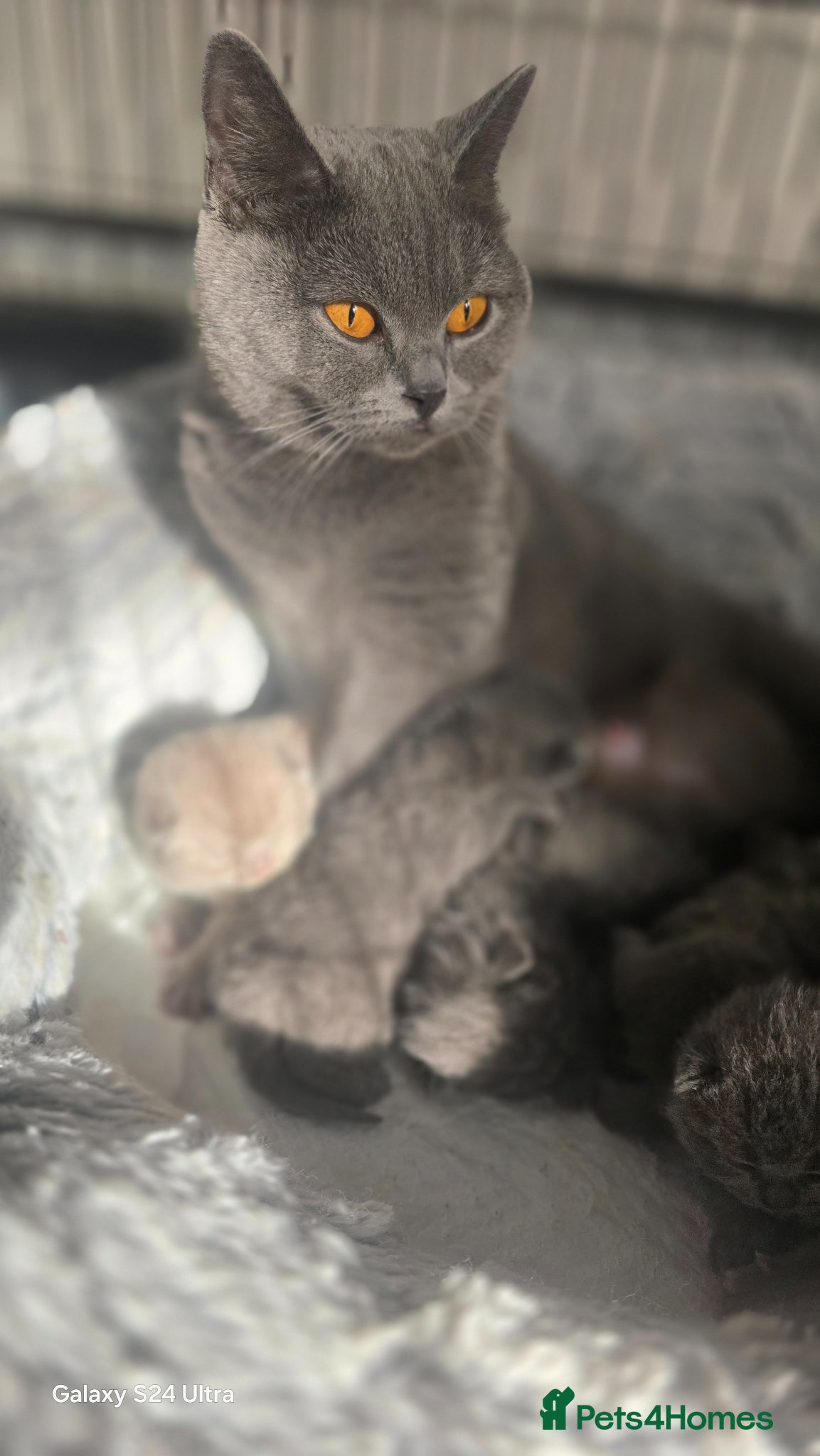 British Shorthair cats ​GCCF Registered(Active) British shorthair kittens - Advert 17