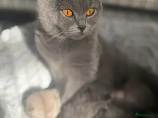British Shorthair cats GCCF Registered(Active) British shorthair kittens - Advert 17