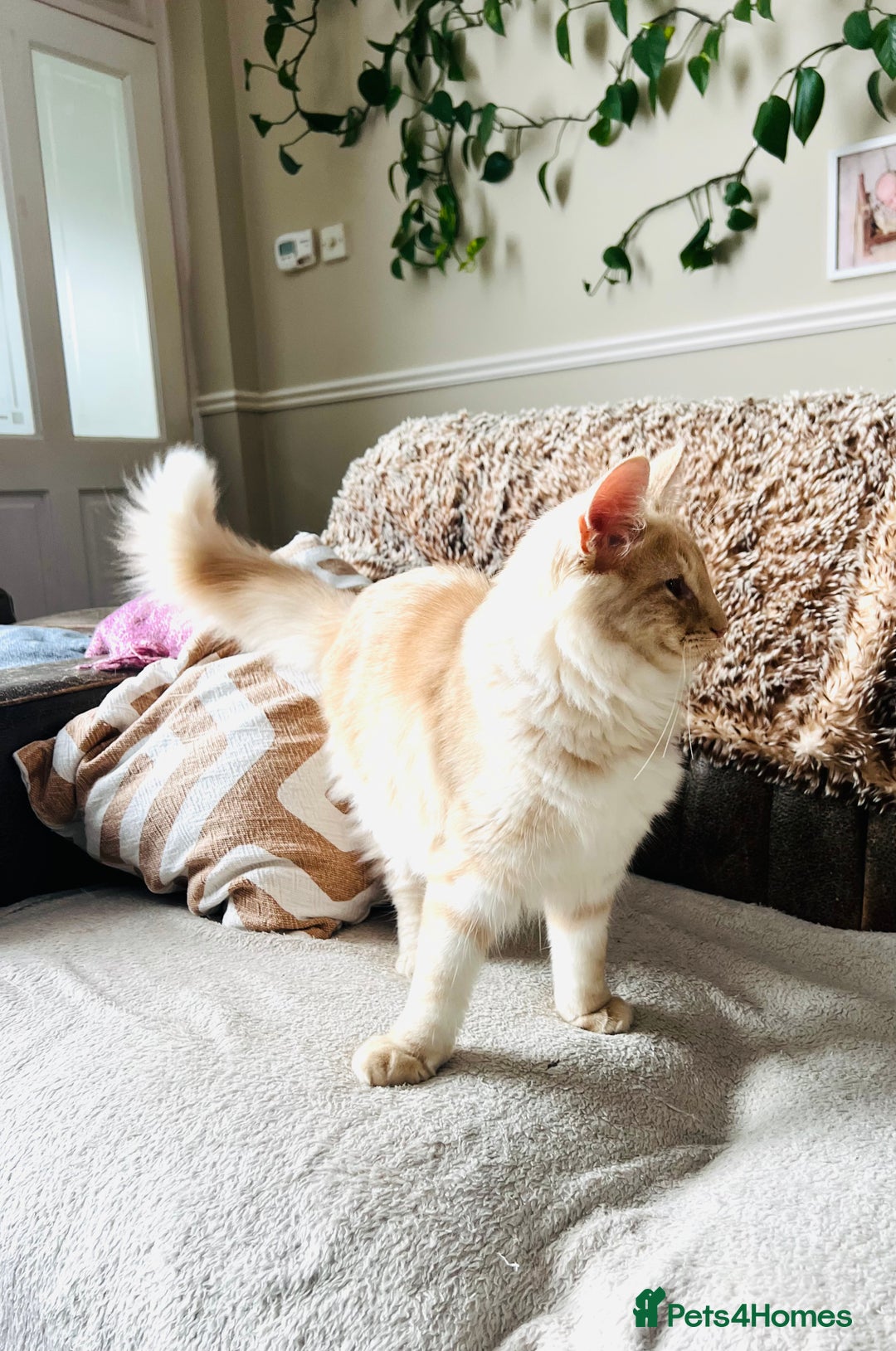 Norwegian Forest Cat cats for sale: Full FIFe pedigree Norwegian Forest Kittens  in Normanton - Image 17