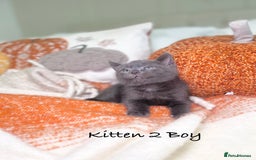 Mixed Breed cats for sale: Beautiful kittens 8 weeks old ready now  - Image 5