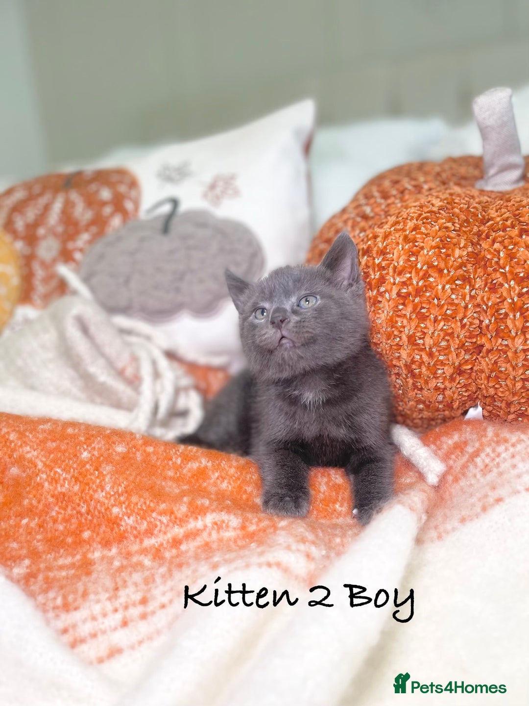 Mixed Breed cats for sale: Beautiful kittens 8 weeks old ready now  - Image 5