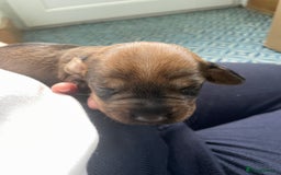 Dachshund dogs for sale: KC Registered Wirehaired Teckel Standard Dacshund  - Image 19
