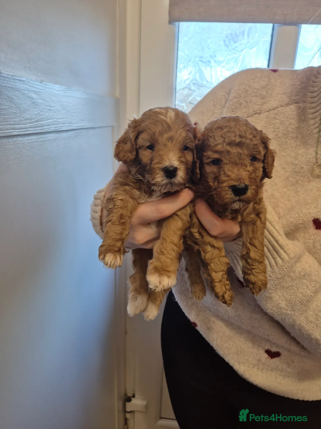 Cockapoo dogs for sale: Last boy remaining. F1B red cockapoo puppies - Advert 17
