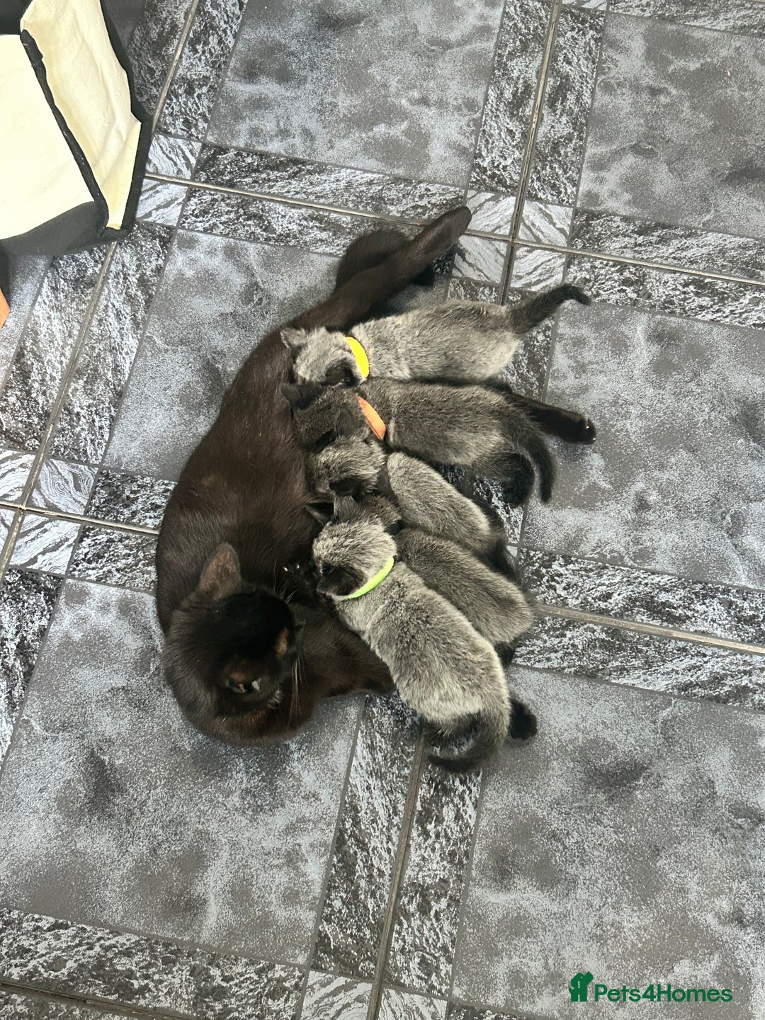 Mixed Breed cats for sale: Gorgeous kittens - Image 5