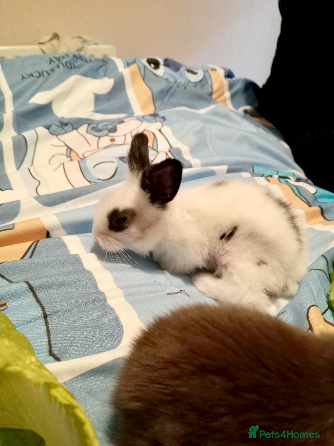 Lionhead rabbits for sale: Pedigree Lionhead Baby rabbits - Advert 15