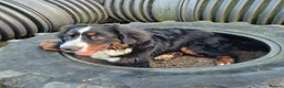 Bernese Mountain Dog dogs for sale: Bernese Mountain Dog Looking for a Loving Home  in Olney - Advert 3