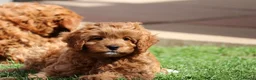 Cavapoo dogs for sale: ⭐️Deep Red Cavapoo Puppies🐾🐶 READY NOW - Advert 19
