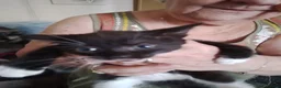 Mixed Breed cats for sale: 5 kittys  - Advert 17