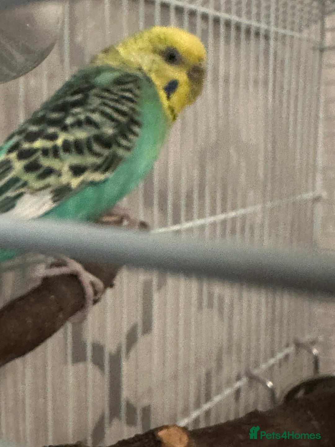 Budgerigars birds for sale: pair of budgies  - Advert 5