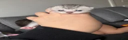 Persian cats for sale: Persian X Tabby  - Advert 7