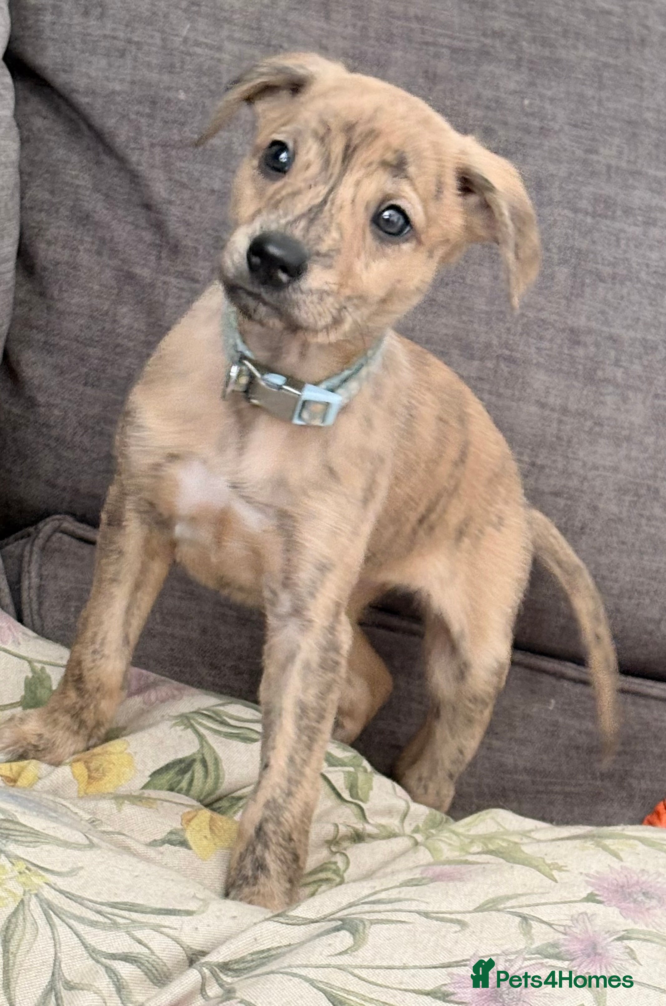 Whippet dogs Whippet girl  - Advert 1