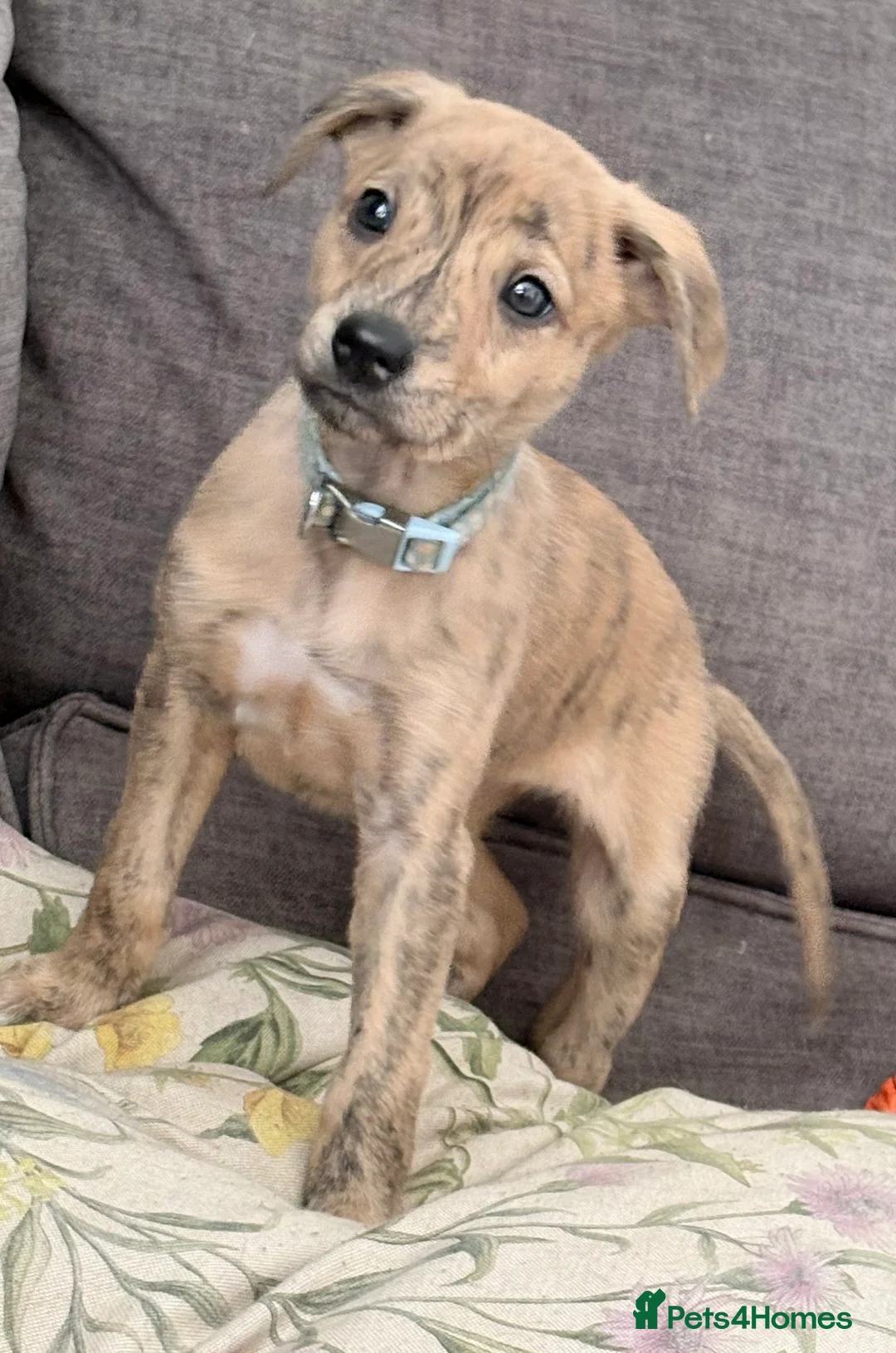 Whippet dogs for sale: Whippet girl  - Advert 1