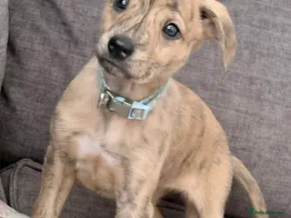 Whippet dogs Whippet girl - Advert 1