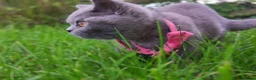 British Shorthair cats for sale: Ready to go. Gccf registered blue BSH kittens - Advert 15