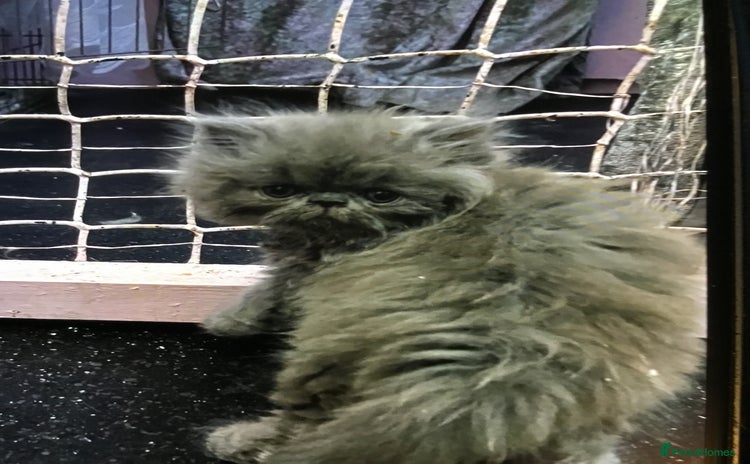Persian cats - Advert 2