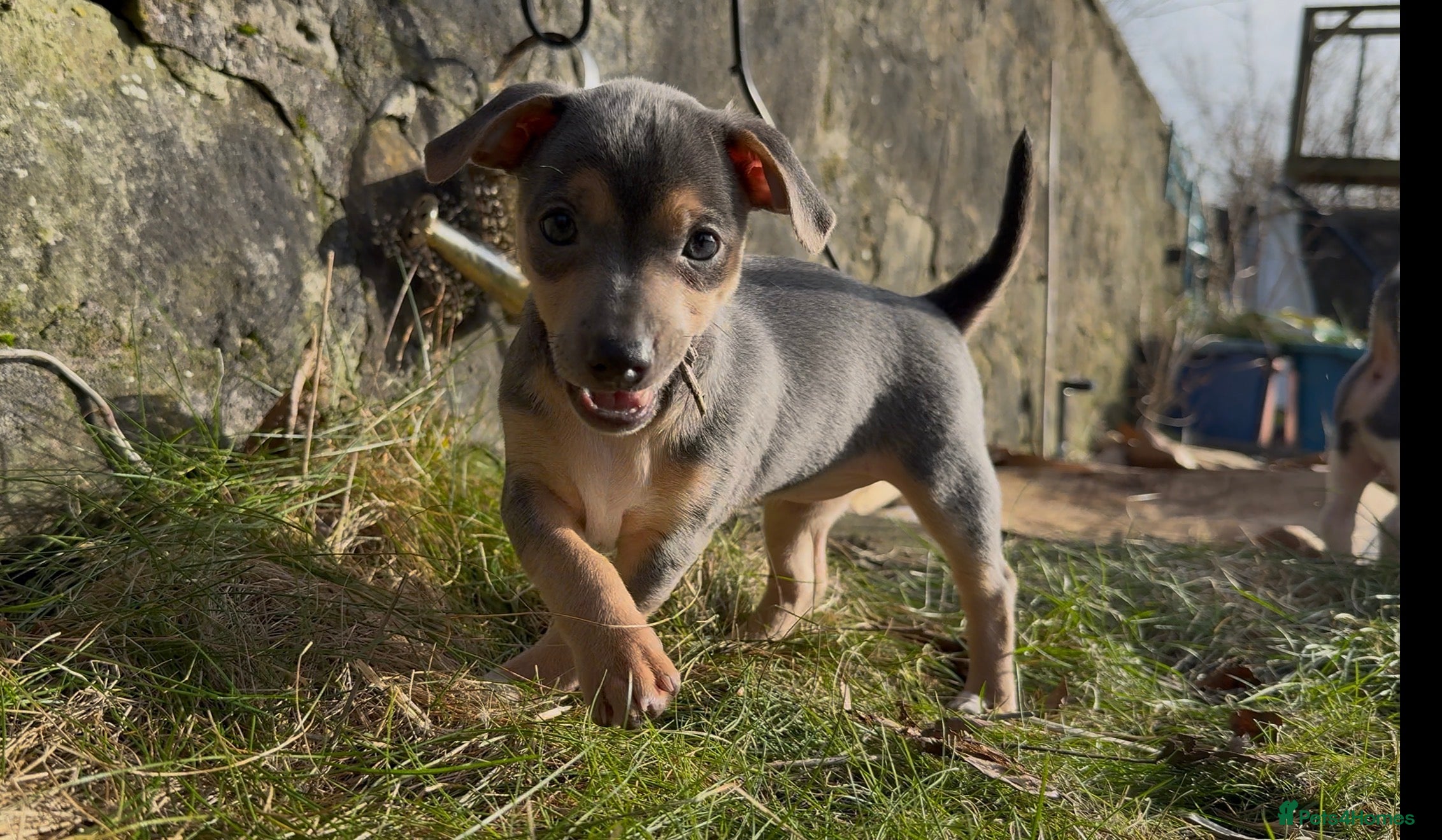 Jack Russell dogs One Girl Left! Blue and Tan Jack Russell Puppies - Advert 2