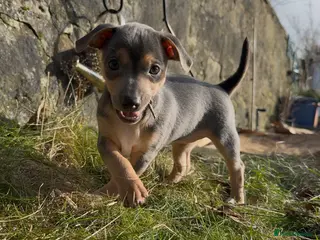 Jack Russell dogs One Girl Left! Blue and Tan Jack Russell Puppies - Advert 2