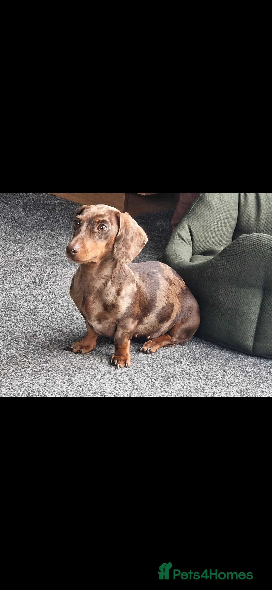 Mixed Breed dogs for sale: Miniature Dapple Dachshund X Miniature Chorky - Advert 4