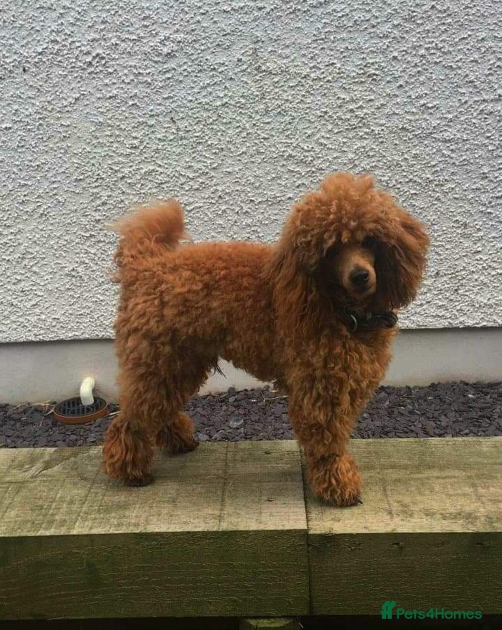 Toy Poodle dogs Red Toy Poodle stud in Crymych - Advert 4