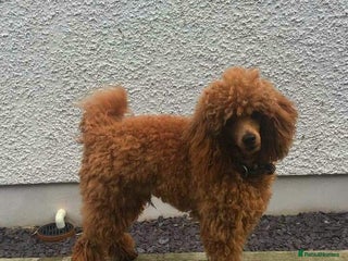 Toy Poodle dogs in Crymych - Advert 10