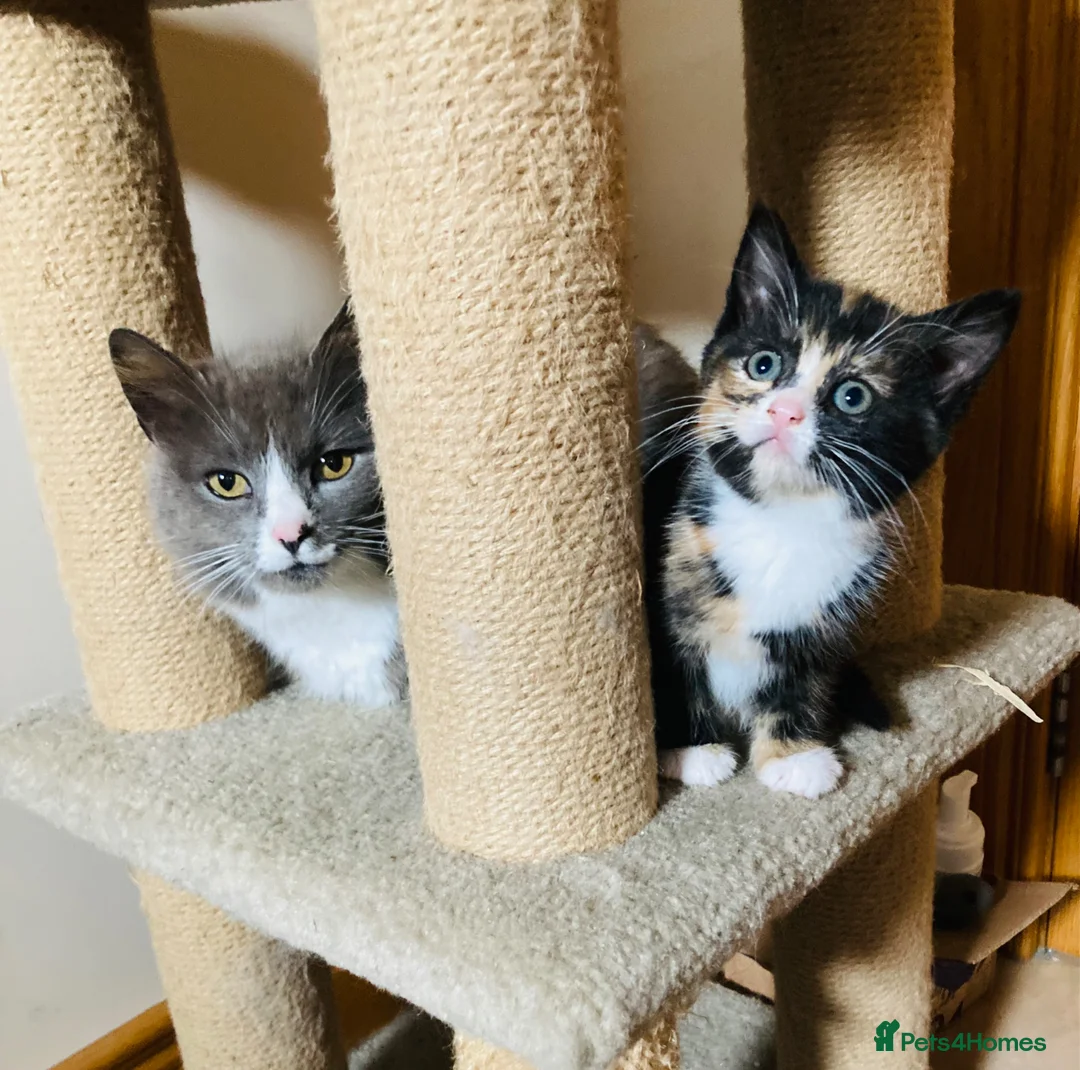 Mixed Breed cats for sale: Fluffy kittens - Advert 7